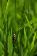 Close-up of a Wildlife Insect on Green Meadow with Flowers