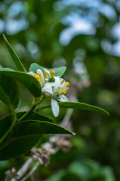 Vibrant Green Leaf with Lemon Flower in Natural Wildlife Setting