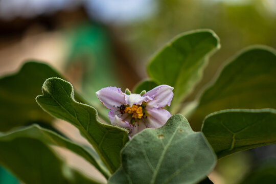 Blossoming Fragile Beauty with Purple Petals and Green Leaves