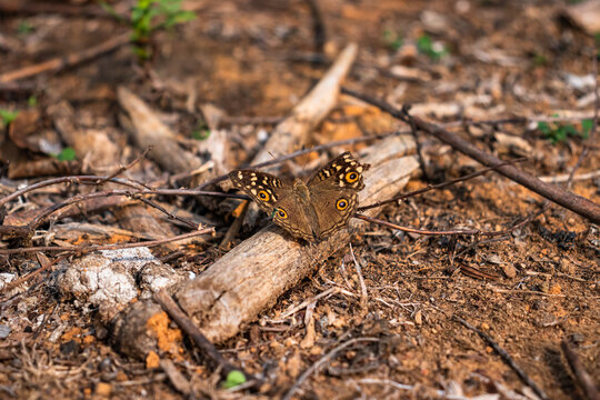 Butterflies in Wildlife on Land