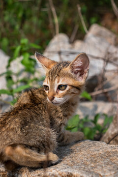 Curious and Cute Domestic Feline Portrait of a Happy Cat Outdoors