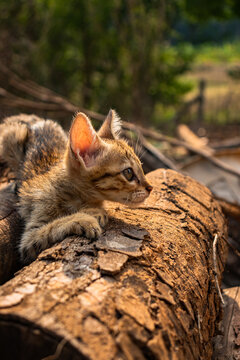 Curious and Cute Domestic Feline Portrait of a Happy Cat Outdoors