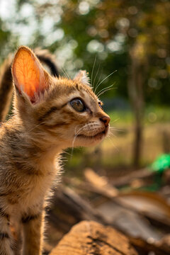 Curious and Cute Domestic Feline Portrait of a Happy Cat Outdoors