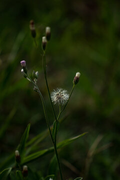 Blossoming Serenity: Delicate Macro Beauty in Nature