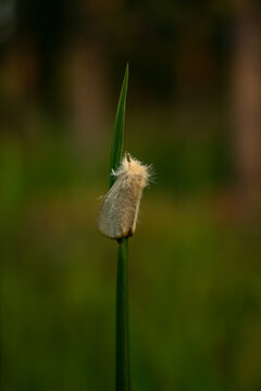 Natural Beauty: Flower and Moth Amongst Green Leaves