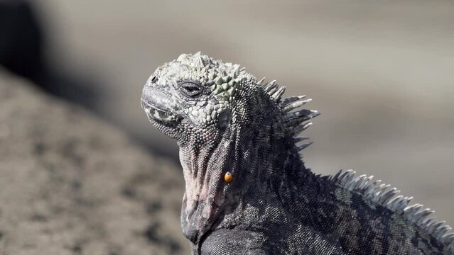 a marine iguana, Amblyrhynchus cristatus, also sea, saltwater, or Galapagos marine iguana, is an endemic reptile species, the only lizard, that can feed under water and is only be found on the Galapag