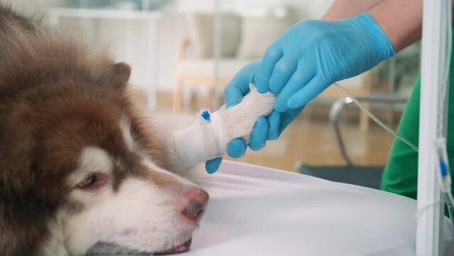 Hands of doctor in sterile gloves injecting intravenous catheter in fluffy dogs leg on table of clinic during consultationHands of doctor in sterile gloves injecting intravenous catheter in fluffy dog