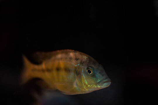 Close up of african cichlid isolated on a black background full color macro