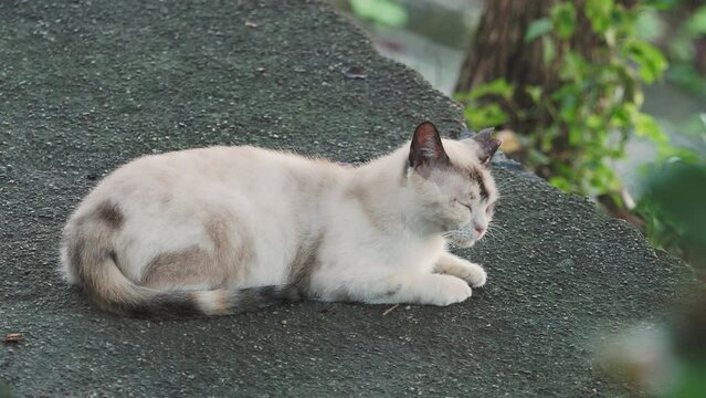 石垣の上で休む猫