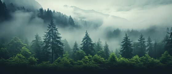 Nature foggy pine forest and hills, banner