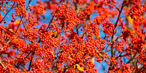 red fall rowanberry branch. red fall rowanberry background. fall season with red rowanberry
