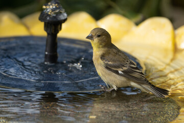 lesser goldfinch bird in birdbath