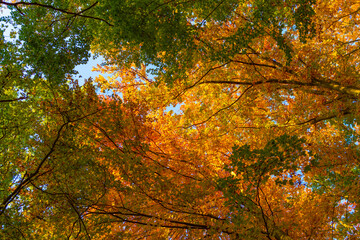 branches with fall leaves. fall leaves. fall season with leaves in forest. low view