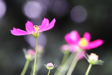 秋のコスモスの花