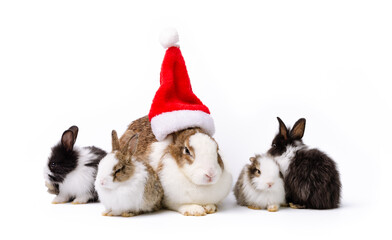 Fototapeta na wymiar Mother rabbit in Christmas hat with four baby rabbits on white background..
