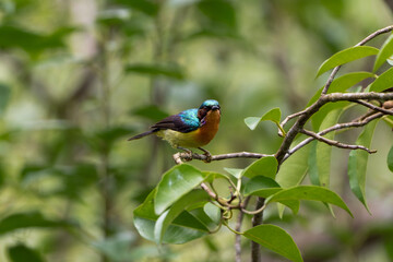 A Rubi cheeked sunbird sitting on a branch