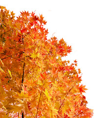 鮮やかに色づいたもみじの切抜き（背景透過）