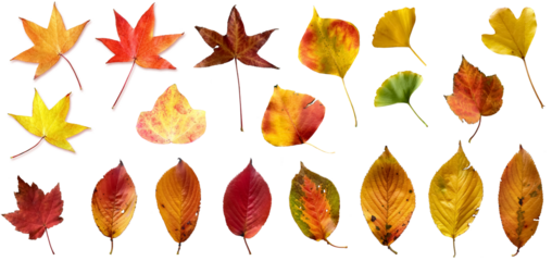 秋色に色づいた葉っぱの切抜き（背景透過）