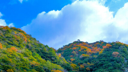 武庫川渓谷の紅葉