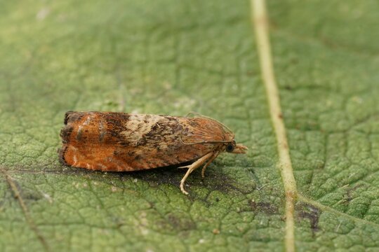 Detailed closeup on the the rusty oak tortricid moth, Cydia amplana , sitting on a green leaf