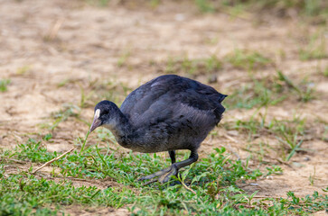 A close-up of a juvenile Fulica bird perched on the ground