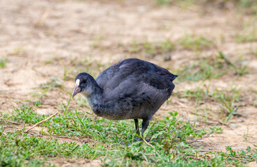 A close-up of a juvenile Fulica bird perched on the ground