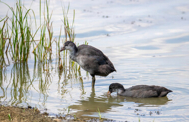 A young Fulica atra bird
