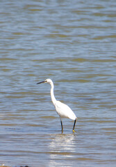An Egretta garzetta bird hunting in the water
