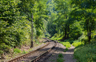 A railway among green trees in a wild area