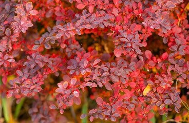 red autumn october leaves nature background of barberry