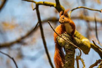 Eichhörnchen im Park in Pankow