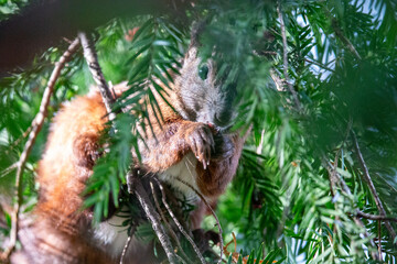 Eichhörnchen im Park in Pankow