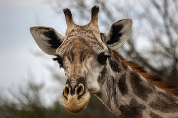 Giraffe 