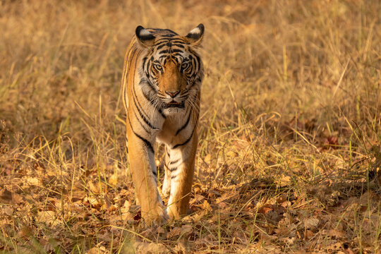 ild tiger in the nature habitat. Tigers walking during the golden light time. Wildlife scene with danger animal. Hot summer in India. Dry area with beautiful indian tiger, Panthera tigris tigris.