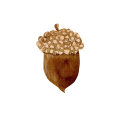 Watercolor acorn isolated on white background. Autumn harvest, hand drawing. Acorn drawing for halloween design, thanksgiving day, packaging design © Olyasolo_art