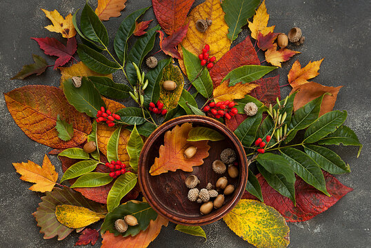 autumn still life, red and yellow leaves of different trees and acorns