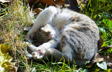 The cat is sleeping on the grass