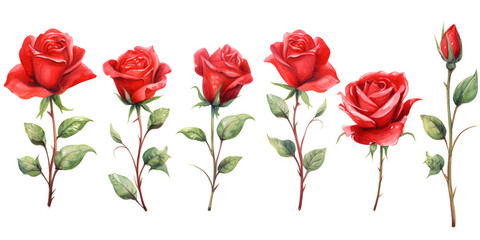Set of Rose flowers watercolor style.