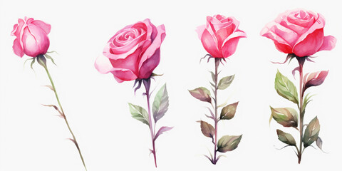 Fototapeta premium Set of Rose flowers watercolor style.