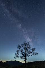 一本の木の上にかかる美しい天の川