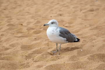 Algarve Küste in Portugal