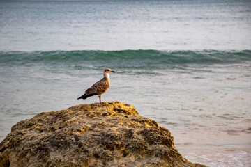 Algarve Küste in Portugal