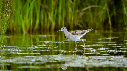 Wood sandpiper