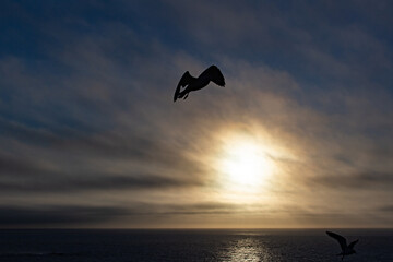 Fototapeta na wymiar Möwen im Sonnenuntergang Westküste Portugal, Algarve