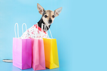 cute dog in a t-shirt with shopping bags with pet goods, buying dog accessories, pet shop concept