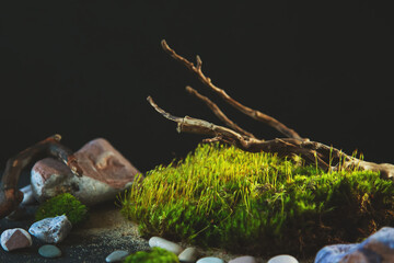 Green moss, stones, sand and crooked driftwood on a black background.