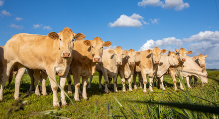 Troupeau de vaches ou de bœufs dans la campagne en France au printemps.