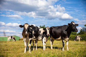 Troupeau de vaches laitières dans les prés en pleine nature.