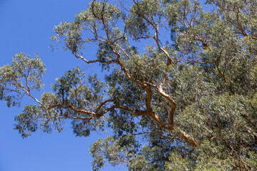 Botanischer Garten von Coimbra, Portugal