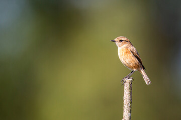 Barrinha de Esmoriz, Meeres und Brackwasser Naturschutzgebiet in Portugal